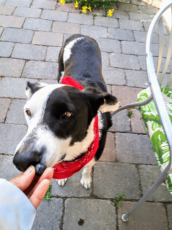Can Dogs Eat Blueberries